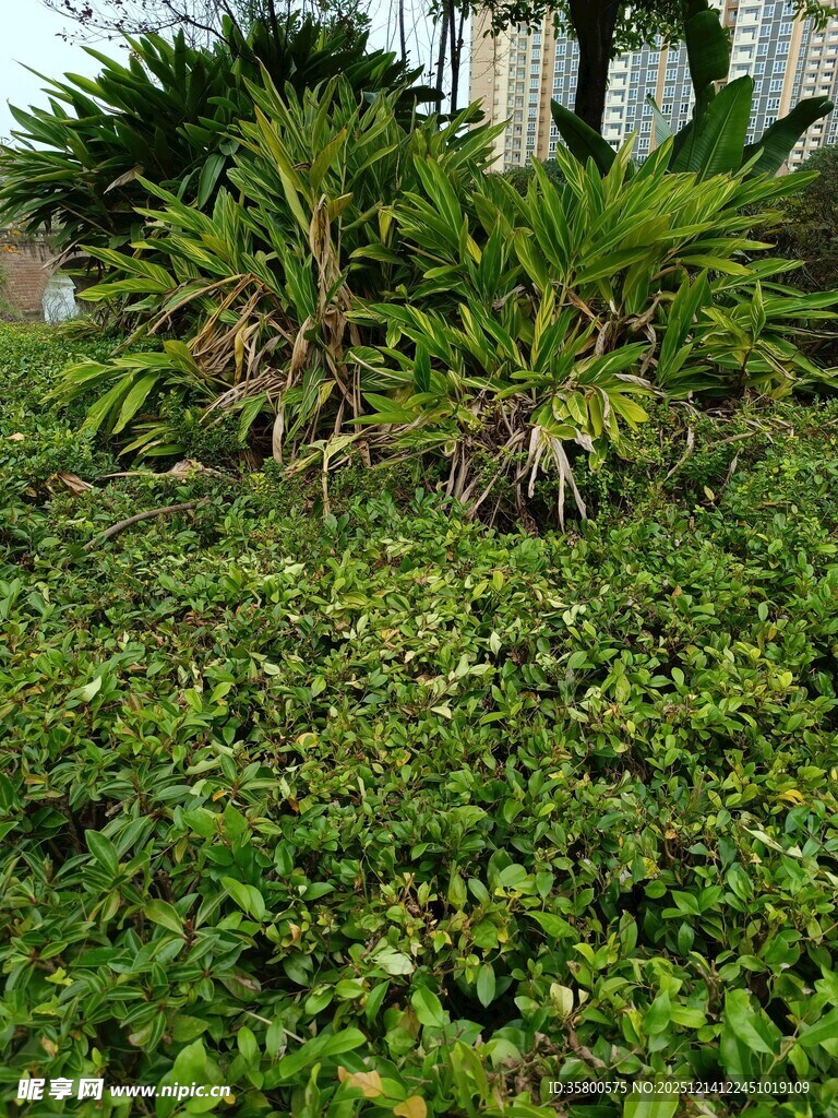 绿意盎然的城市绿植景观