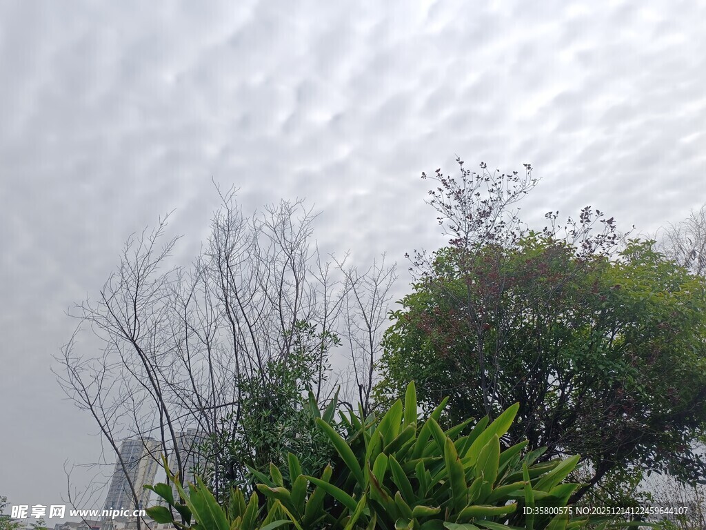 阴天中的绿植与光秃树木