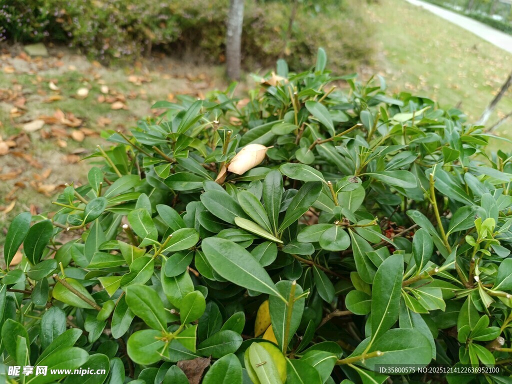 绿叶丛中的白色花朵