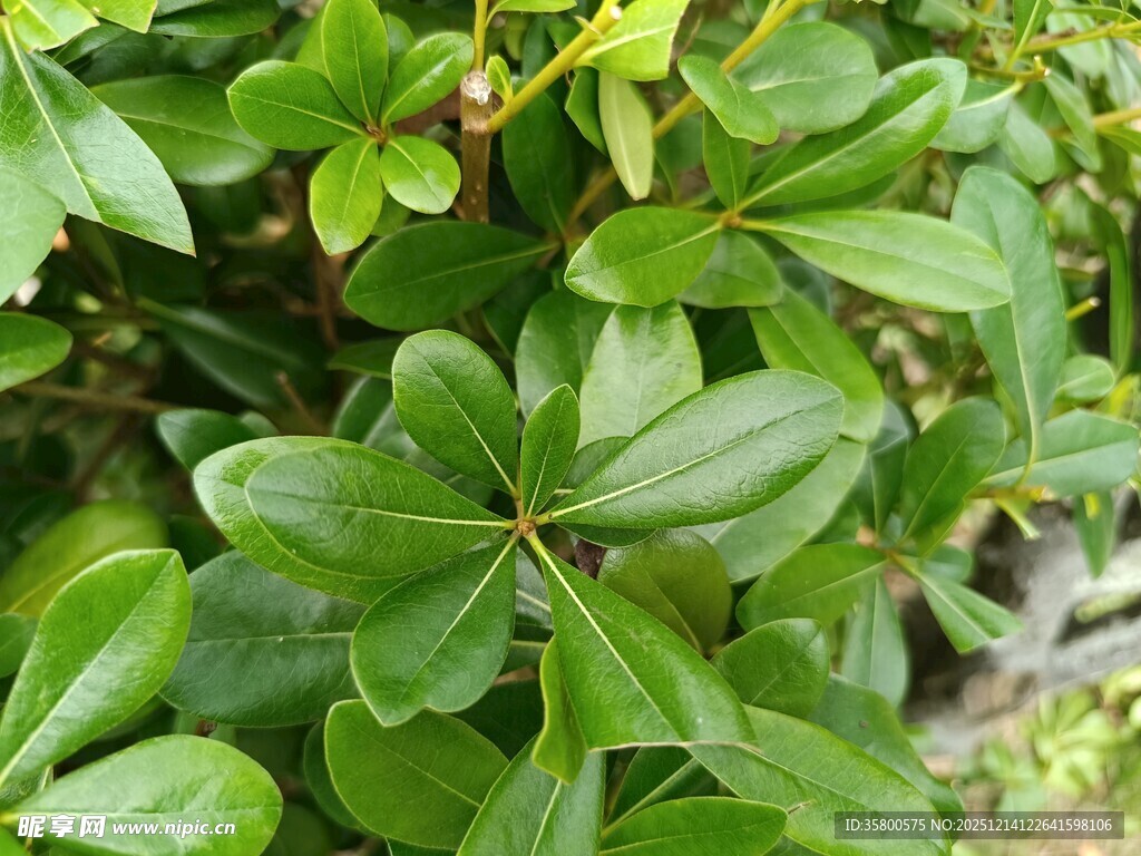 翠绿繁茂的多叶植物