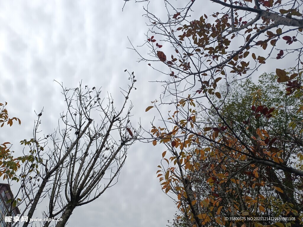 秋日枯树与繁茂枝叶