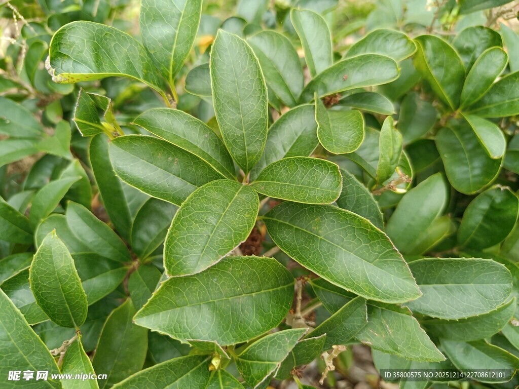 翠绿叶片的植物特写
