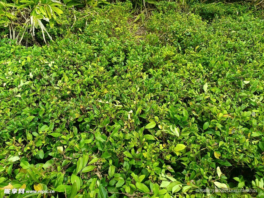 翠绿繁茂的地面植物景观