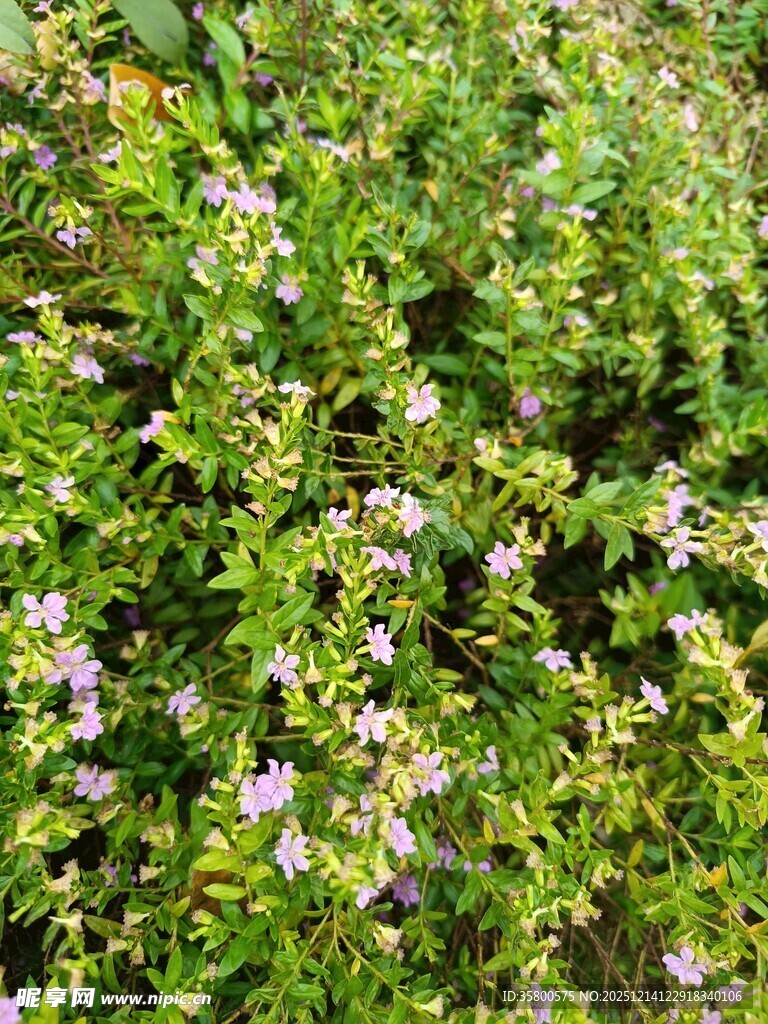 繁茂绿植间的点点紫花