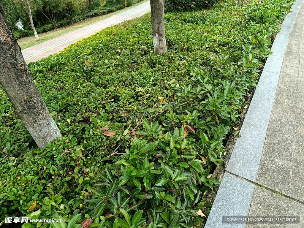 路边绿植景观