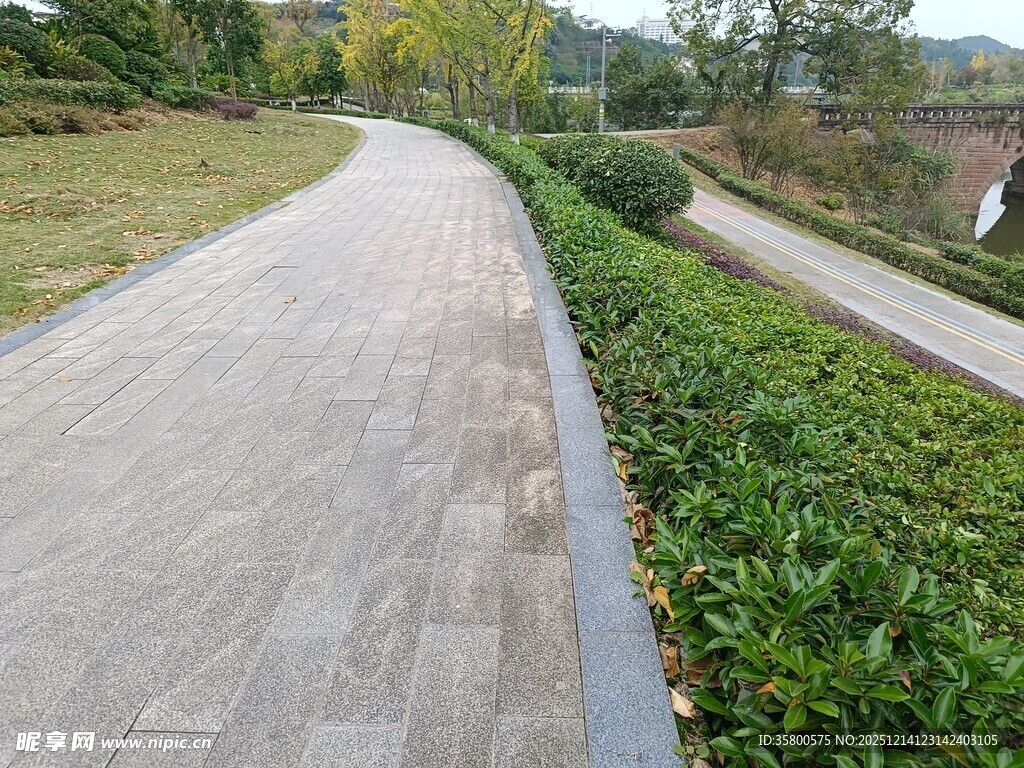 蜿蜒小径旁的绿植景观