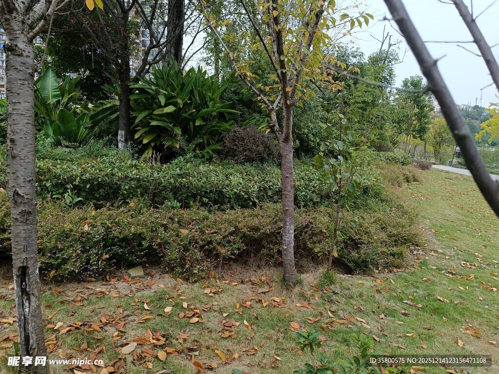 秋日林间小径景色