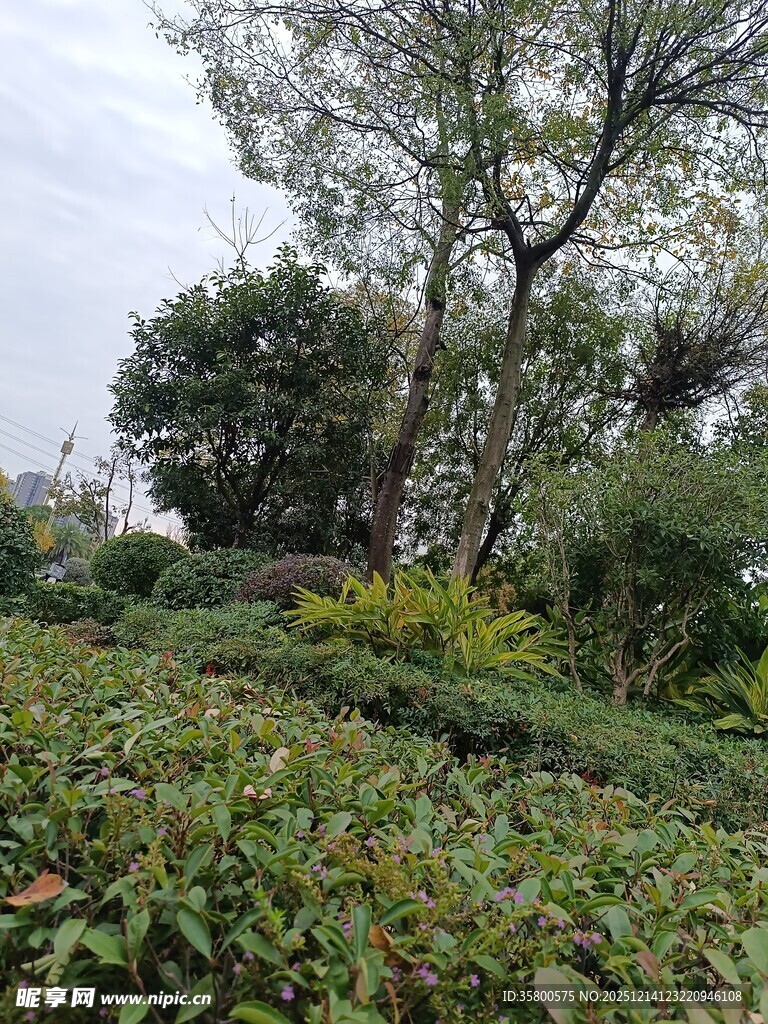 绿意盎然的茶园与树木