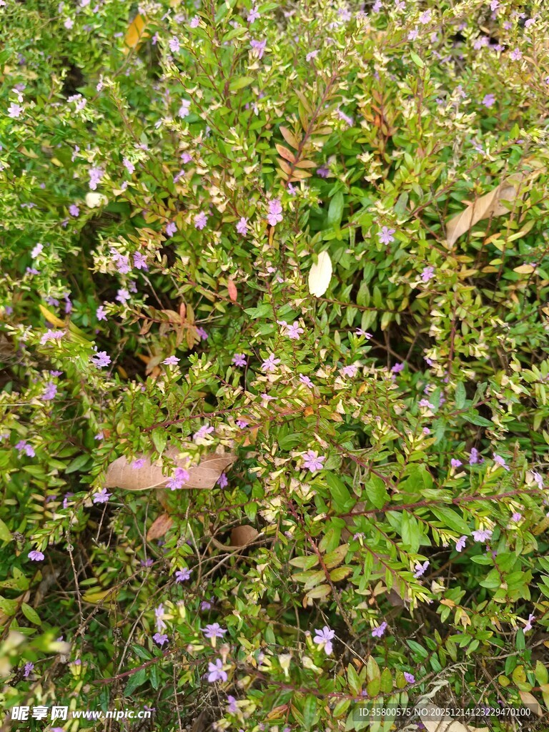 繁茂绿植中的细碎小花