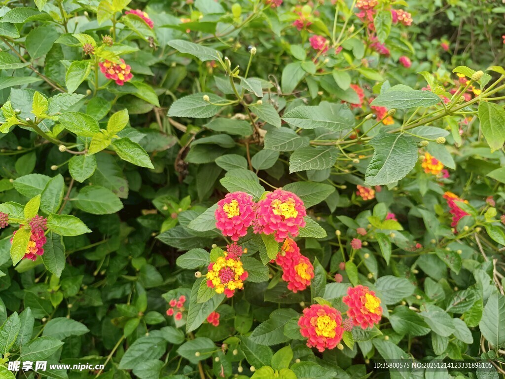 鲜艳多彩的花丛绽放