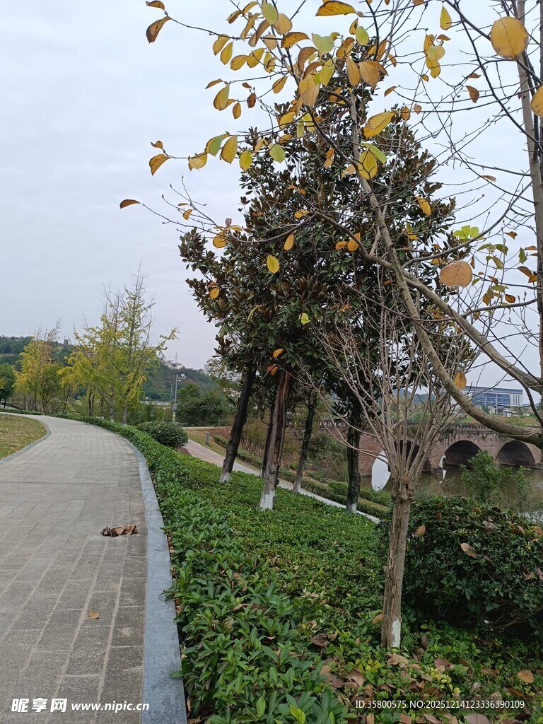 秋日林荫小道风景