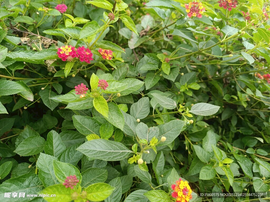 绿叶丛中绽放的鲜艳花朵
