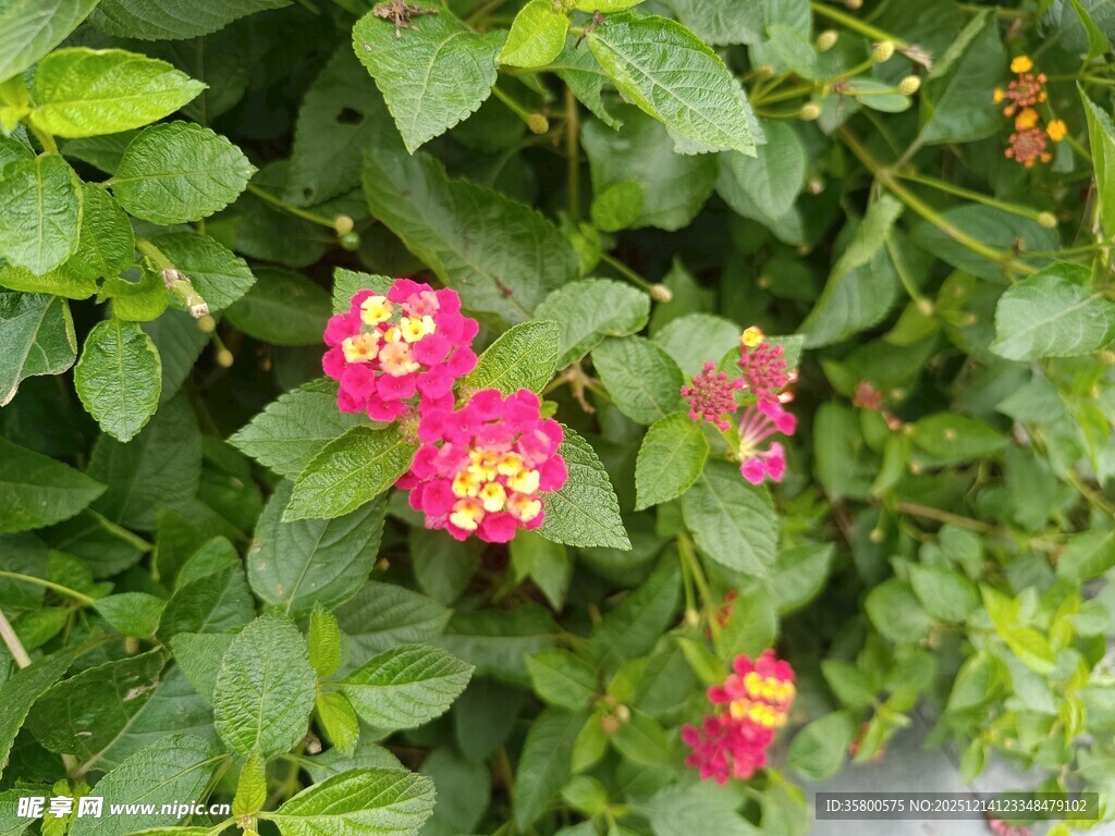 绿叶丛中的娇艳粉色花朵