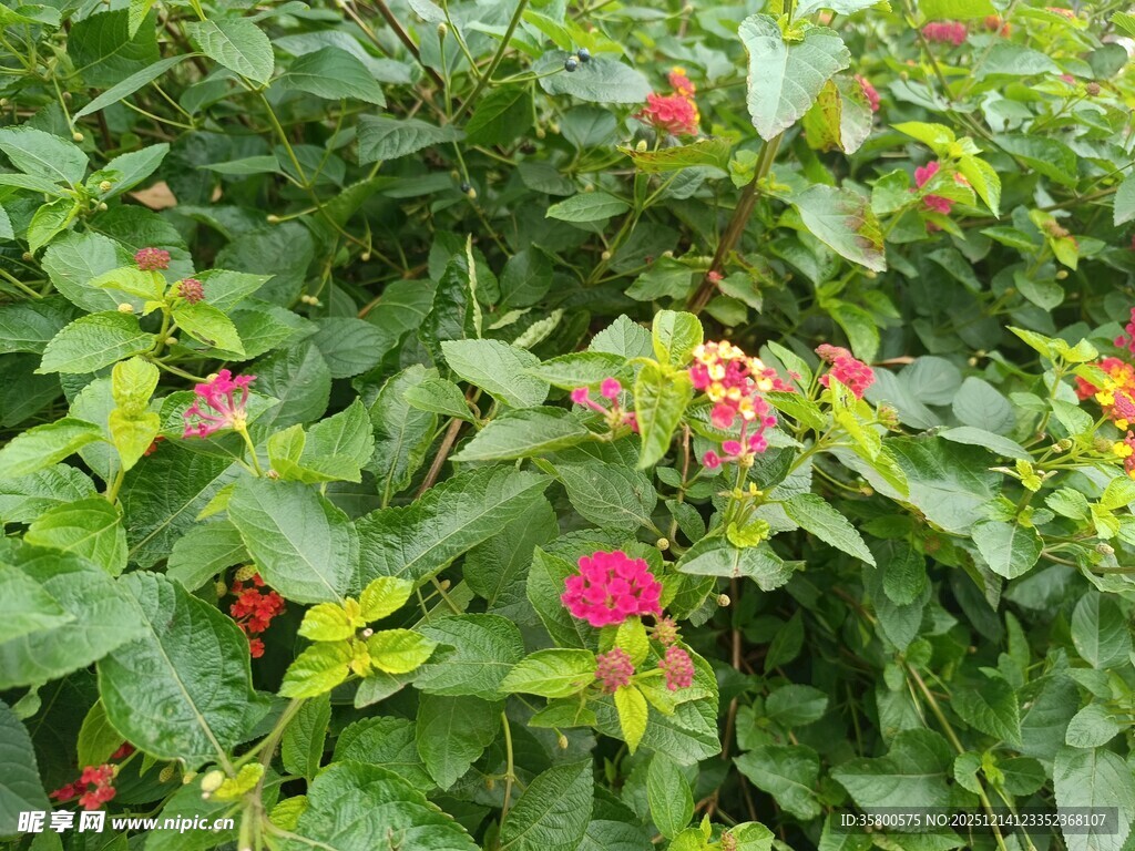 绿叶丛中绽放的多彩花朵