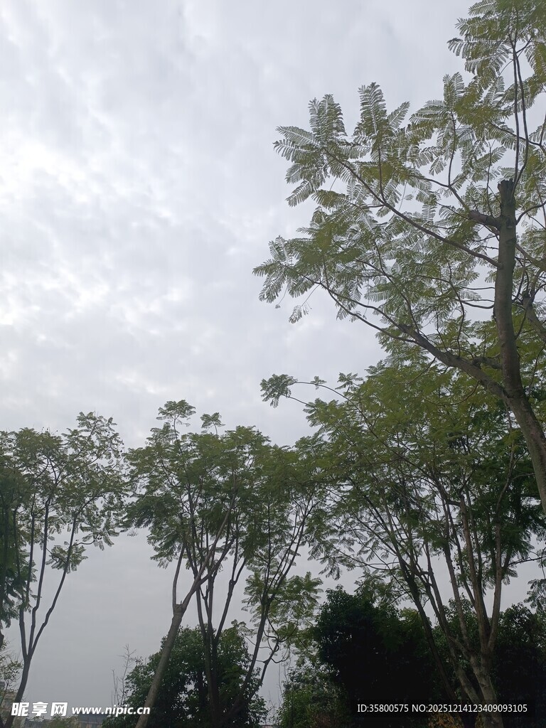 阴天中的葱郁树木