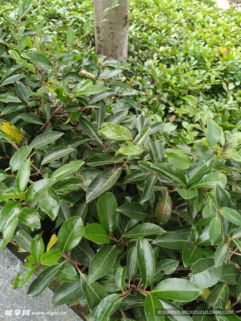 绿叶繁茂的灌木丛