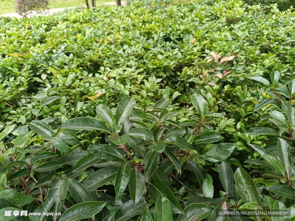 茂密绿植景观