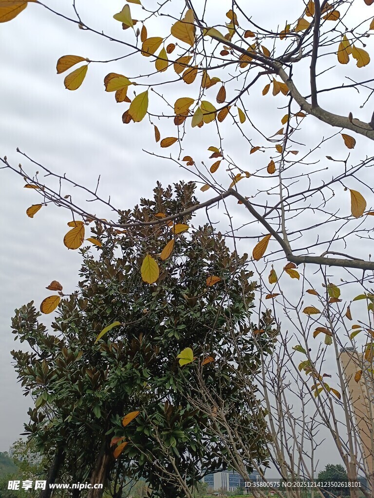 秋日枝头泛黄树叶景象