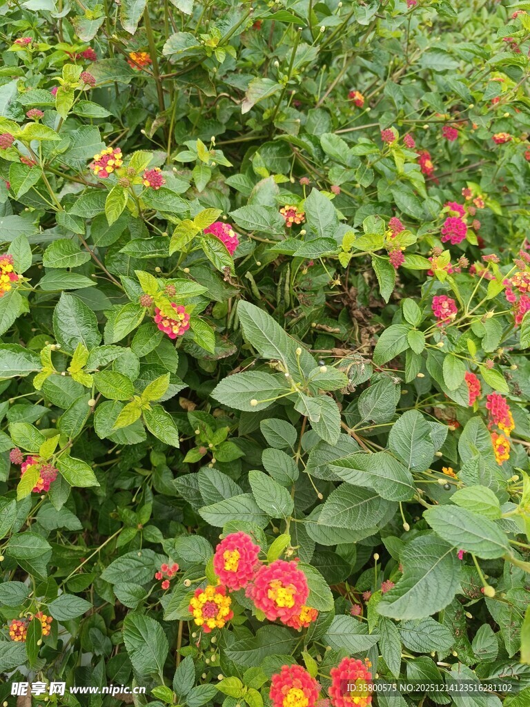 多彩花卉绽放绿意间