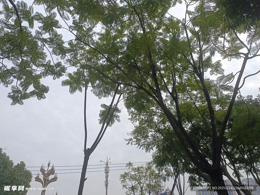 绿树成荫的户外景象