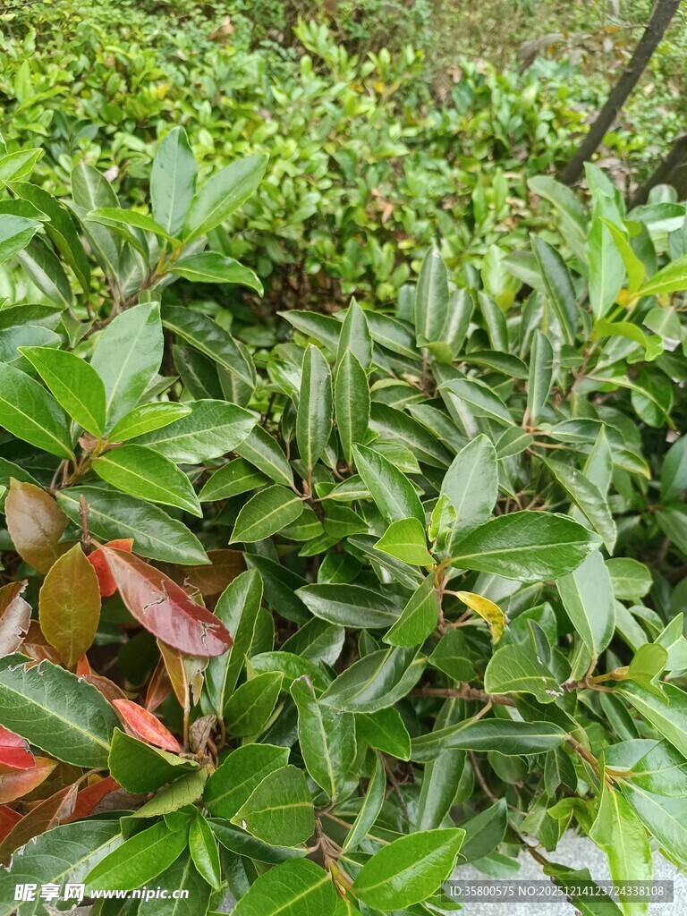 绿叶间的多彩植物景观