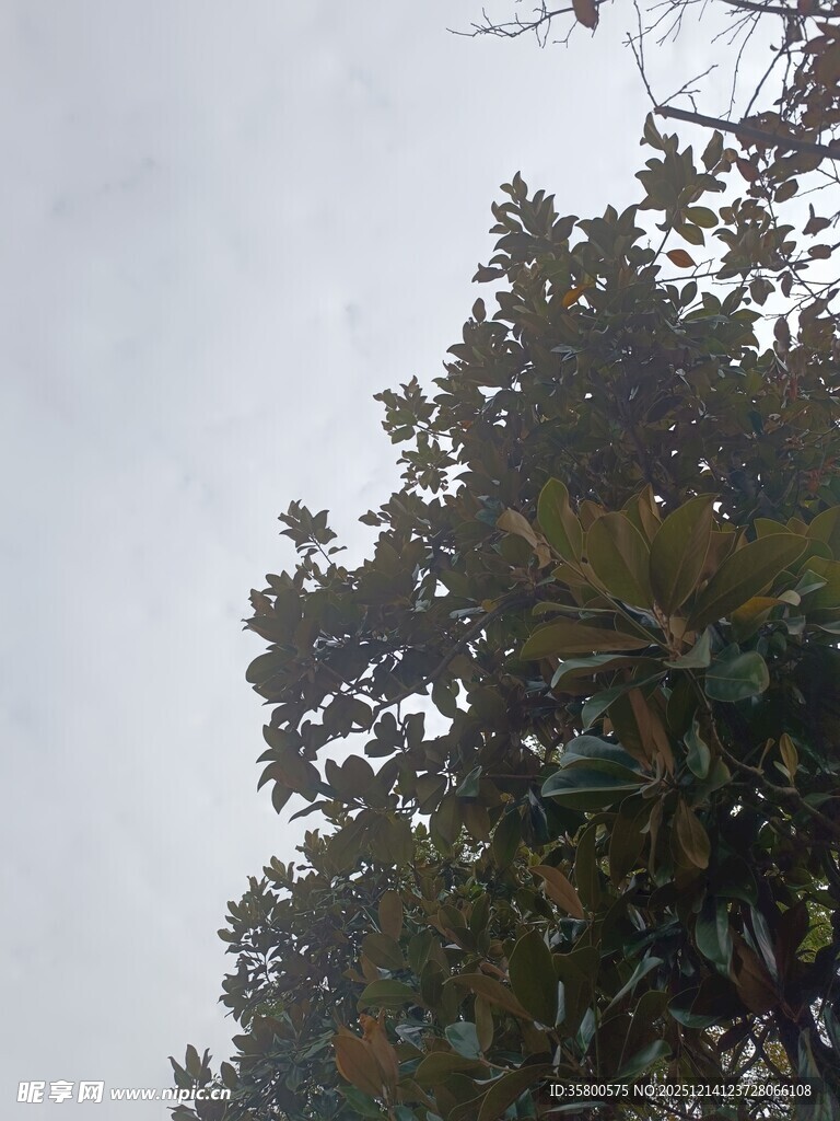 阴天中的茂密树冠