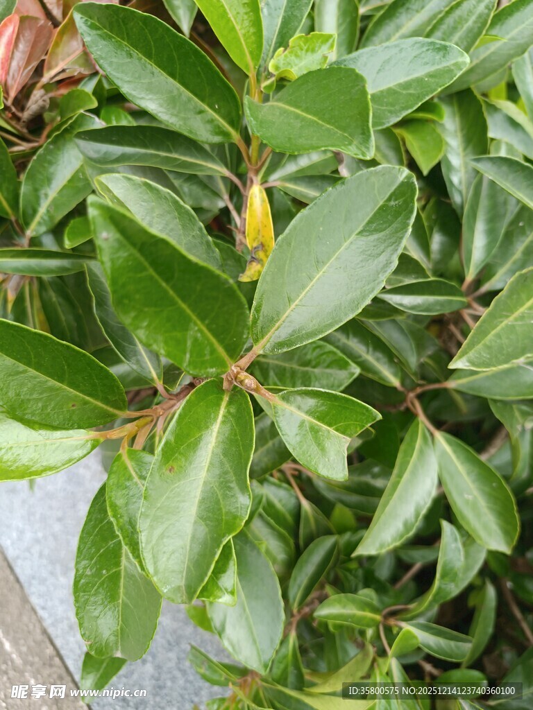 绿叶间的生机活力