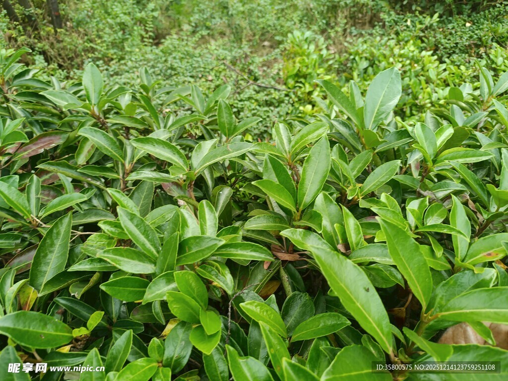 翠绿繁茂的植物景观