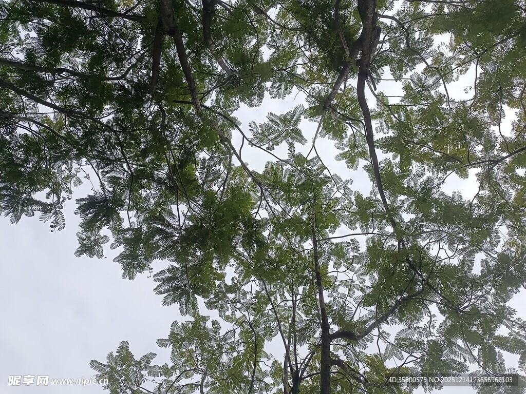 仰视茂密枝叶的树冠