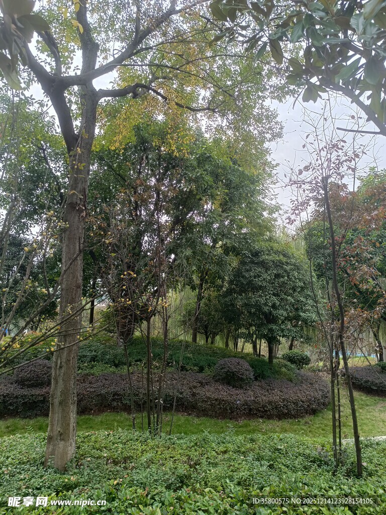 林间绿意盎然的自然景致