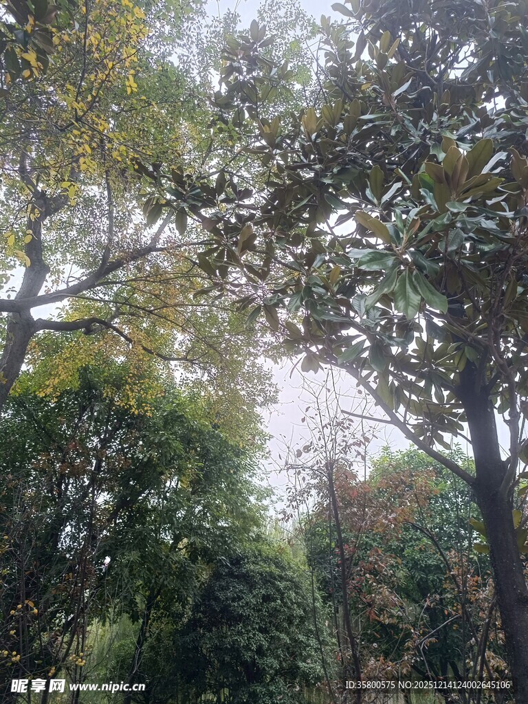 林间繁茂树木景观