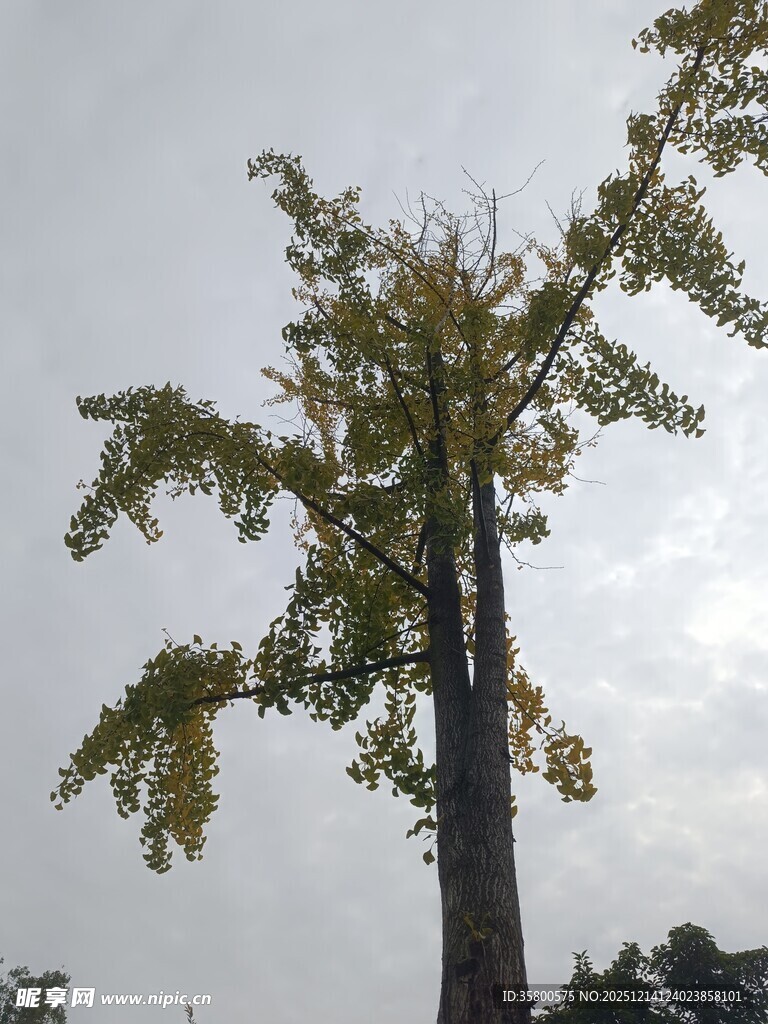 高大树木枝叶伸展