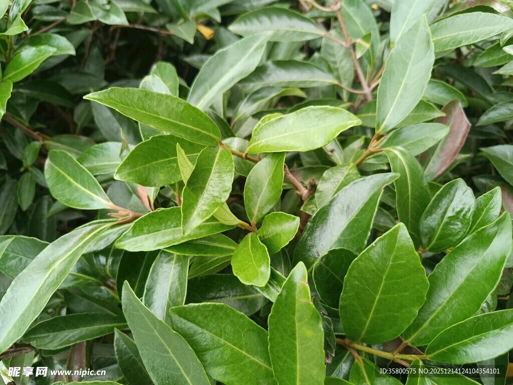 翠绿叶片的植物特写