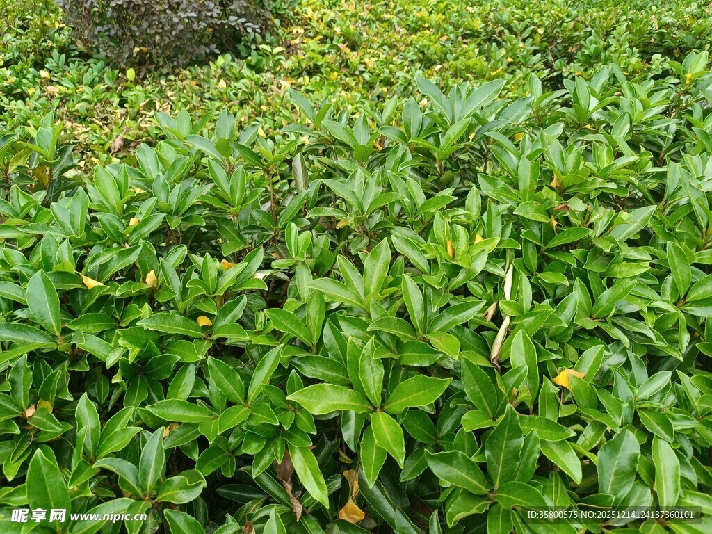 翠绿繁茂的茶叶植株