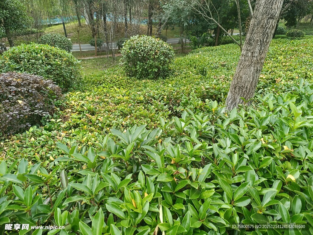 绿意盎然的园林植物景观