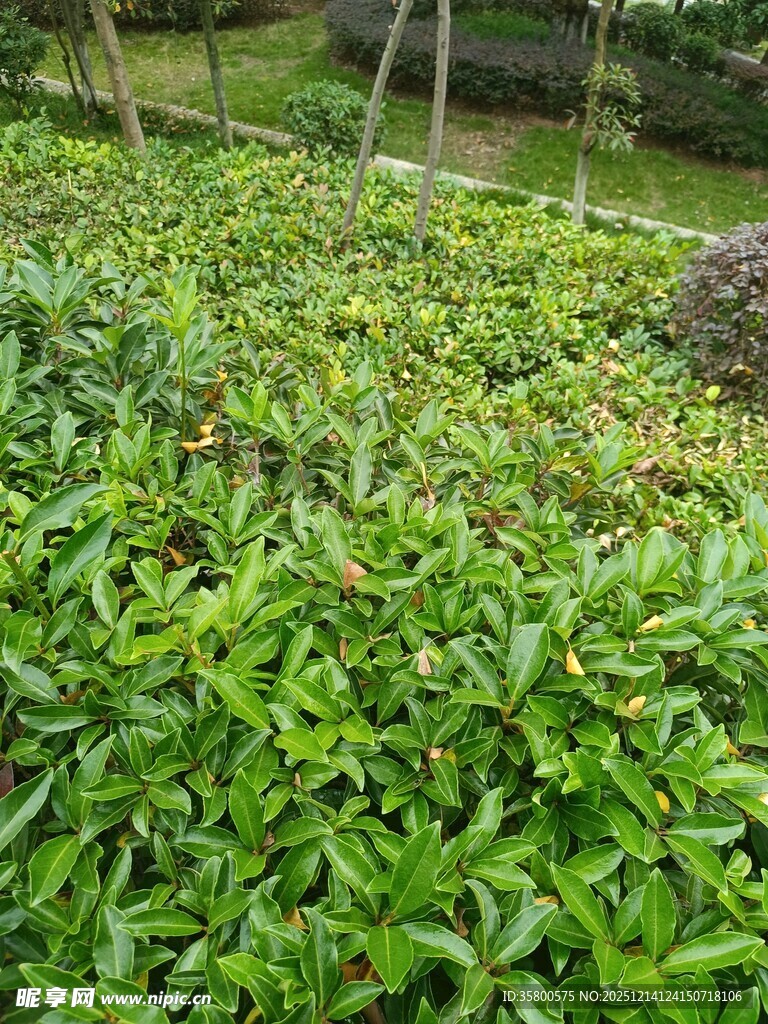 翠绿繁茂的植物景观