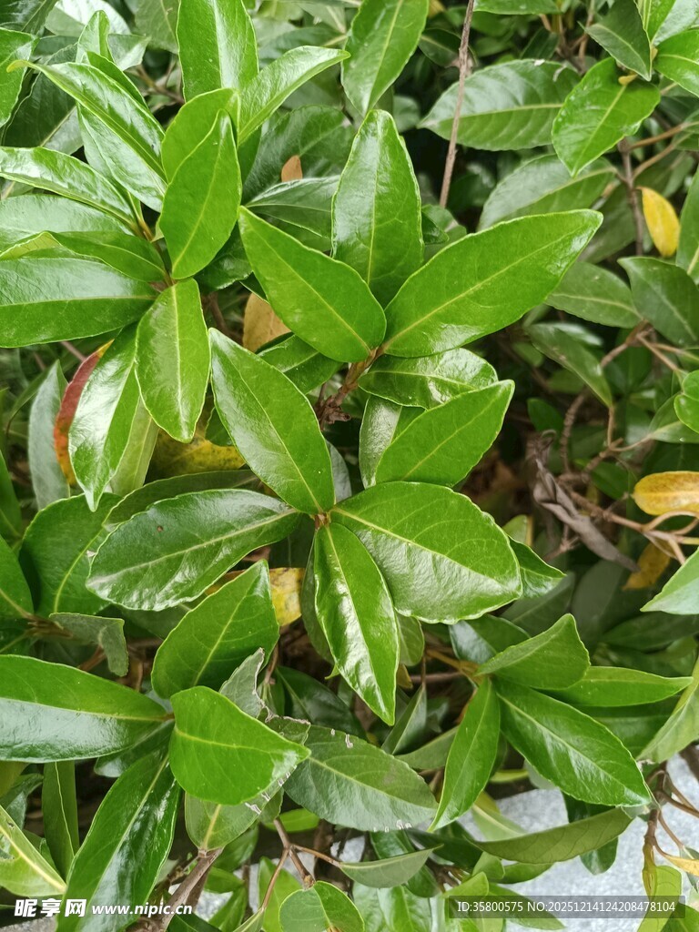 翠绿繁茂的叶片植物