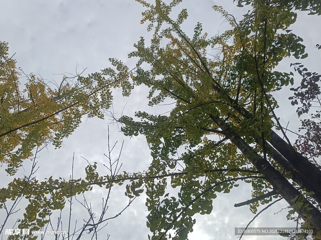 仰视视角下的繁茂绿树