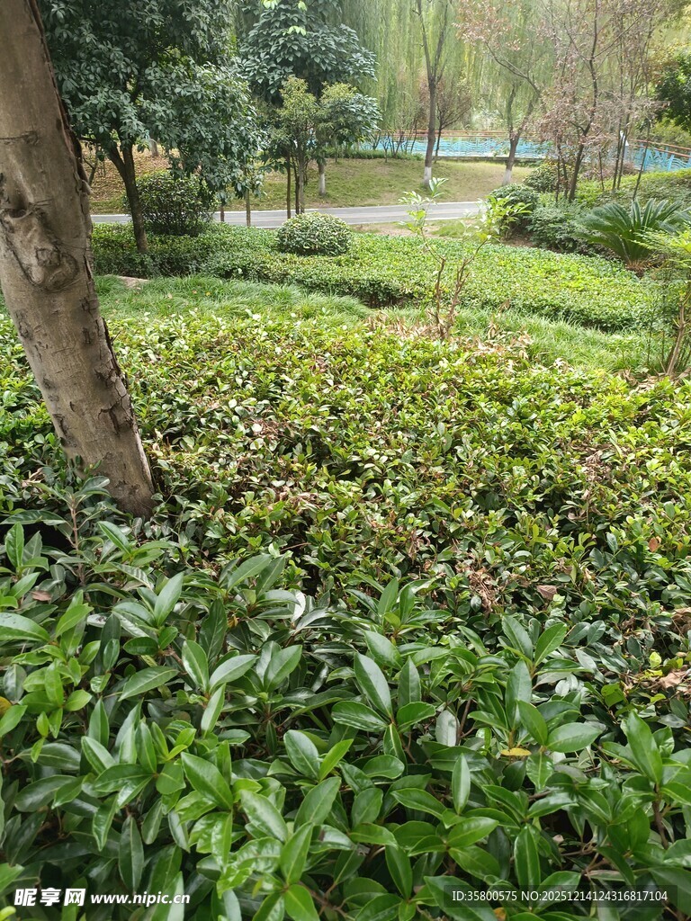 绿意盎然的园林植物景观