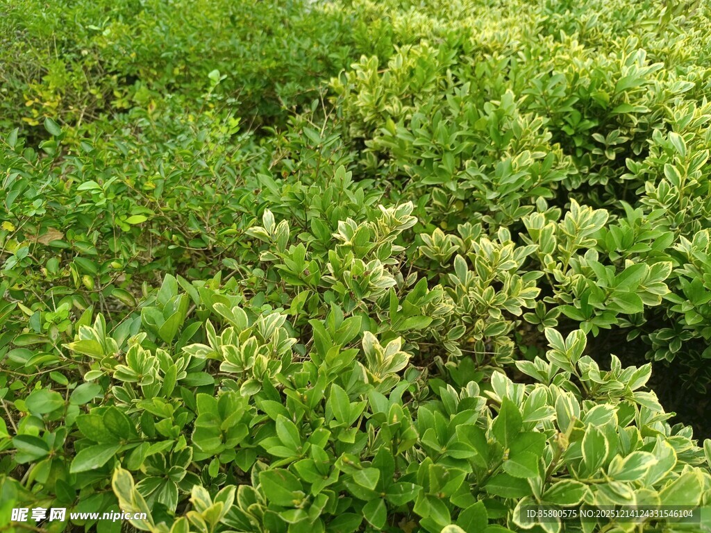 翠绿繁茂的植物景观