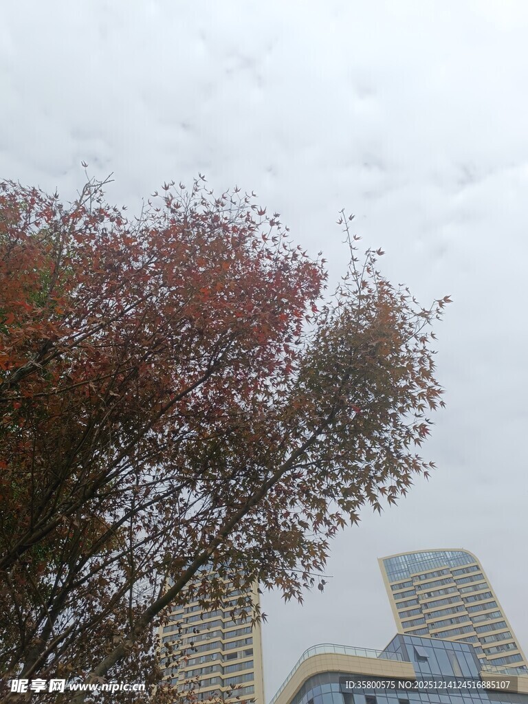 秋日城市中的斑斓树木