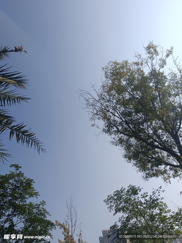 蓝天绿树间的清新景致