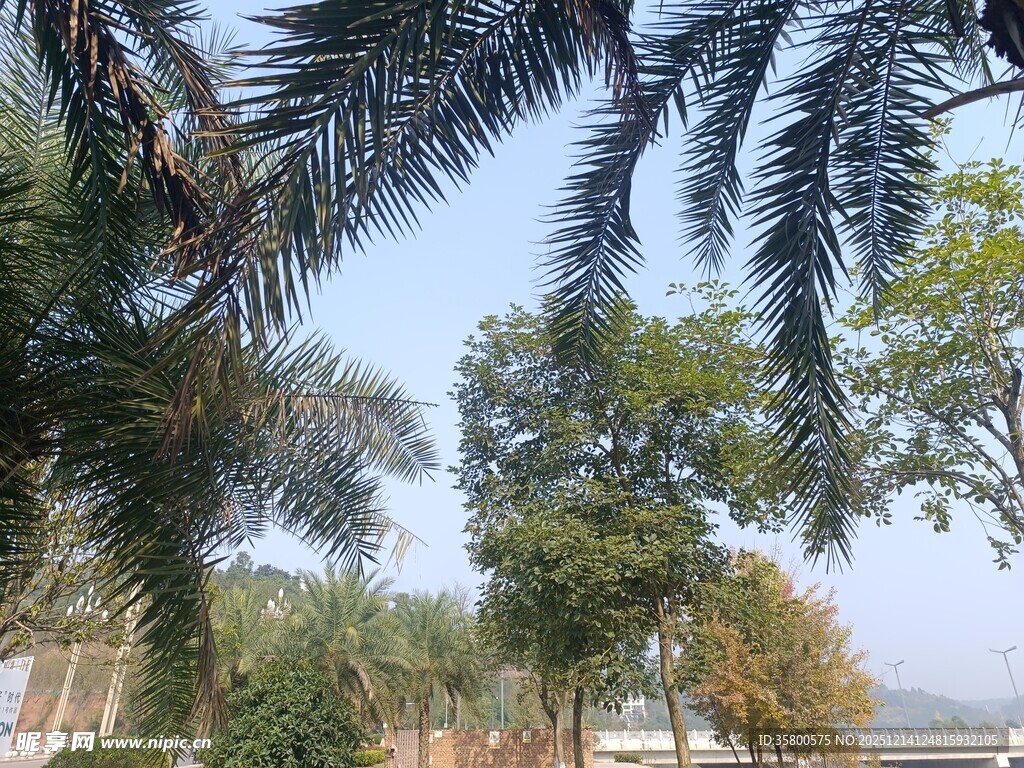 户外绿树成荫的自然景致