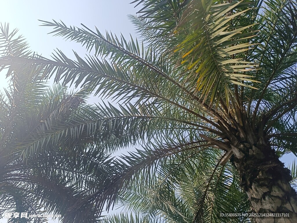 阳光下的棕榈树