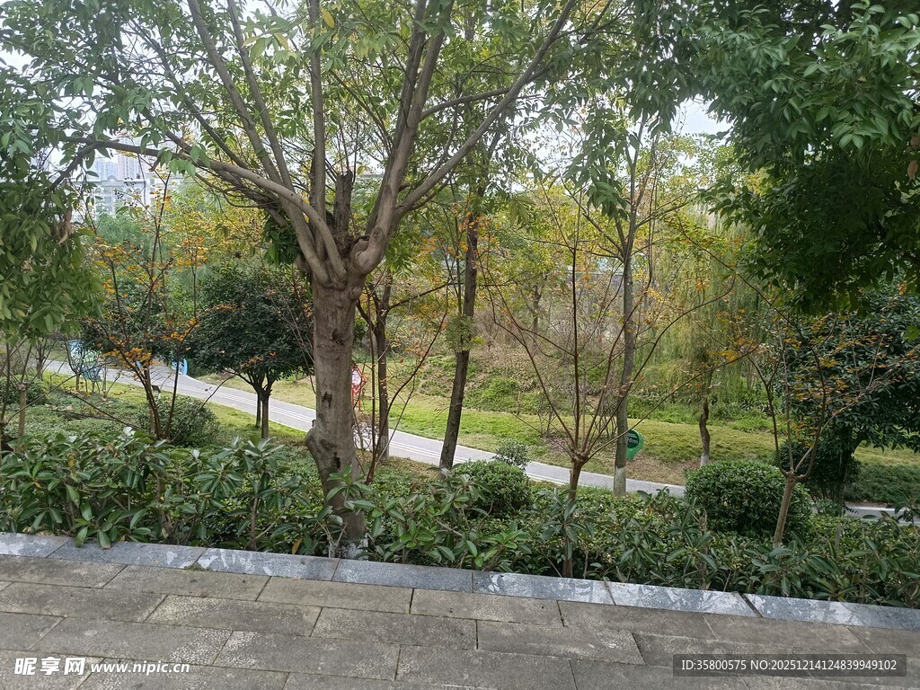 公园中的绿树与灌木景观