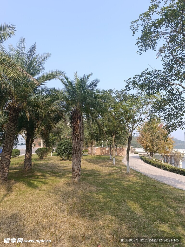 户外棕榈树旁的开阔草地