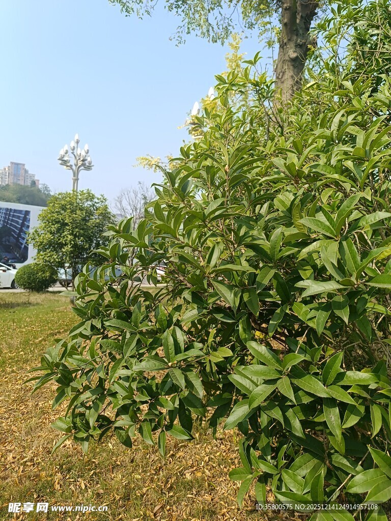 绿叶繁茂的户外植物景观