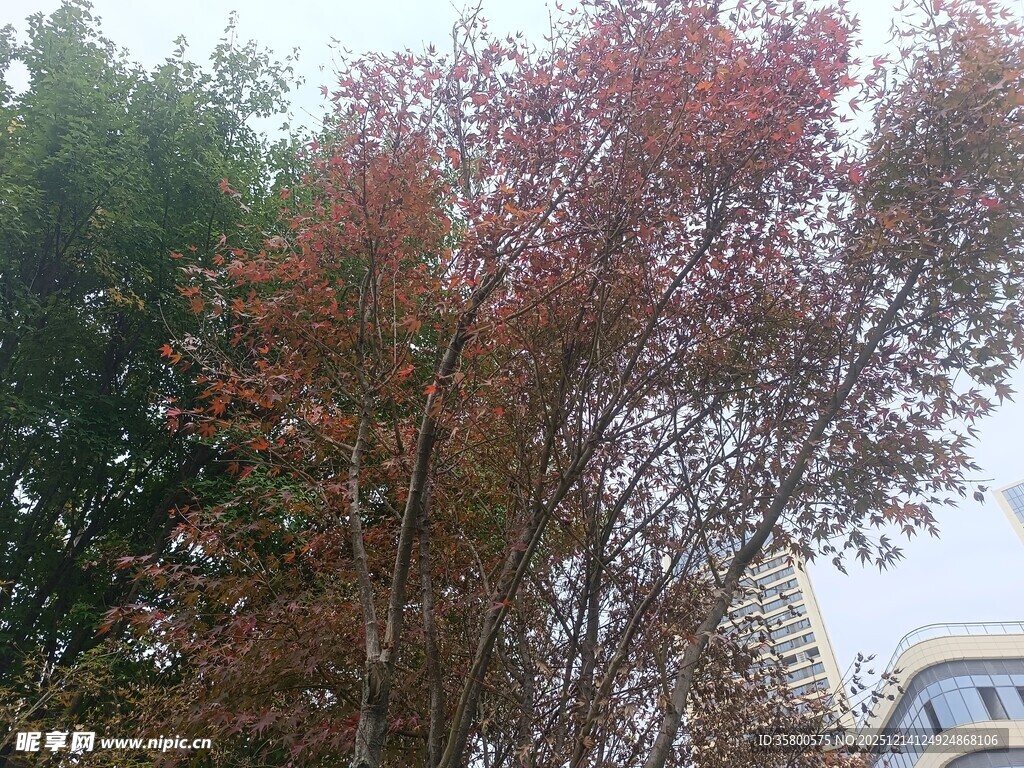 秋日红枫与绿树相映