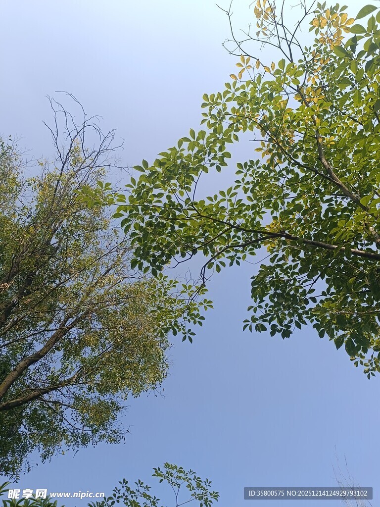 仰视蓝天绿树美景