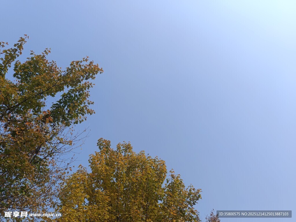 秋日树梢映蓝天